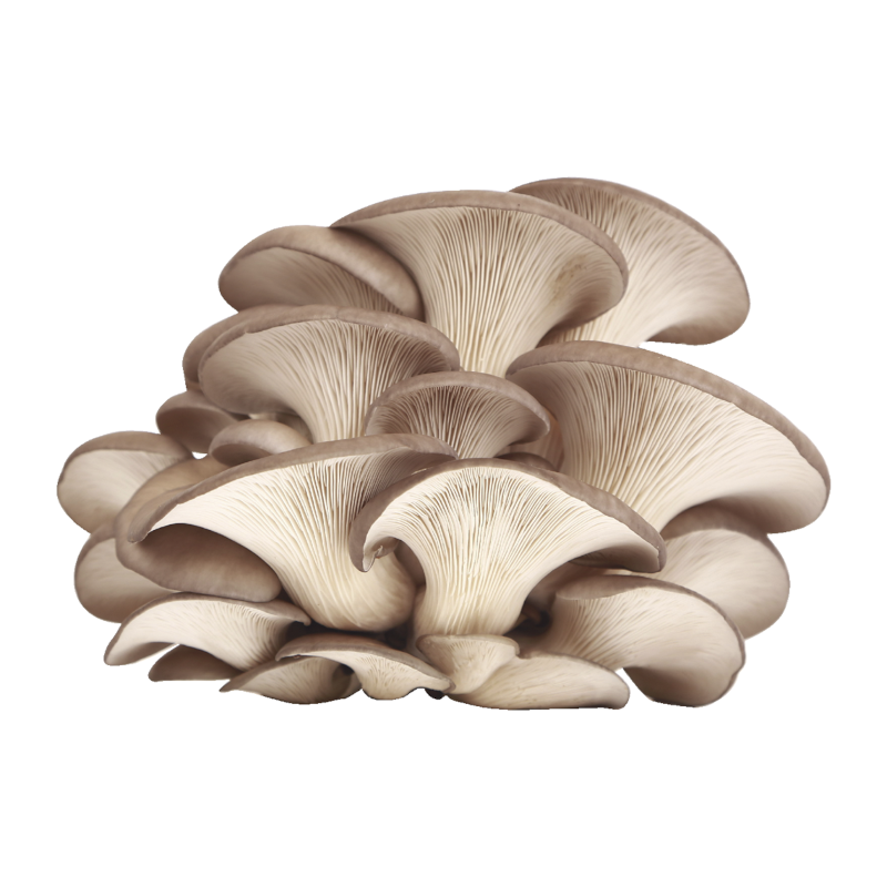 Гливи свіжі, ґатунок перший, діаметр шапки 20-150мм, ДСТУ 7786, 1 кг